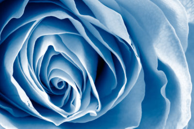 <br />
White rose macro with blue monochrome color processing. HDR composite from multiple composites, where I also used a technique called focus stacking to merge different manually adjusted focus points for an overall sharper image.
<br /><br />
Available at web resolution under a Creative Commons license on condition of including credits and a link back to the <b><u><a href='http://freestock.ca/flowers_plants_g72-blue_rose_macro__hdr_p2649.html' title='Blue Rose Macro' target='_blank'>same image</a></u></b> from my sister website <b><u><a href='http://freestock.ca' title='freestock.ca' target='_blank'>freestock.ca</a></u></b>. For purchasing a license of this image at much higher resolution or without credit requirements, please feel free to <b><u><a href='http://somadjinn.com/theme-options/contact/' title='contact' target='_blank'>contact me</a></u></b>, I am open to discuss fair pricing for using my work in a wide variety of applications.