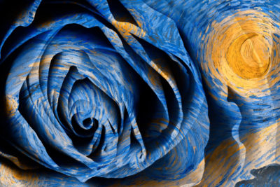 <br />
Mixed media photomanipulation combining an HDR rose macro and the public domain painting called The Starry Night by Vincent van Gogh (circa 1889). 
<br /><br />
Van Gogh is one of my all-time favorite traditional artists, I just wish he lived longer to share more of his exceptionally gifted vision.  In any case, here’s hoping to breathe fresh new life into van Gogh’s <b><u><a href='http://en.wikipedia.org/wiki/File:Van_Gogh_-_Starry_Night_-_Google_Art_Project.jpg' title='Starry Night' target='_blank'>painting</a></u></b> by blending it with a modern HDR photo of mine. 
<br /><br />
Available at web resolution under a Creative Commons license on condition of including credits and a link back to the <b><u><a href='http://freestock.ca/flowers_plants_g72-starry_night_rose__hybrid_oil_hdr_p4393.html' title='Starry Night Rose' target='_blank'>same image</a></u></b> from my sister website <b><u><a href='http://freestock.ca' title='freestock.ca' target='_blank'>freestock.ca</a></u></b>. For purchasing a license of this image at much higher resolution or without credit requirements, please feel free to <b><u><a href='http://somadjinn.com/theme-options/contact/' title='contact' target='_blank'>contact me</a></u></b>, I am open to discuss fair pricing for using my work in a wide variety of applications.