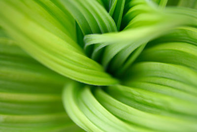 <br />
Macro photo of a veratrum plant. 
<br /><br />
Available at web resolution under a Creative Commons license on condition of including credits and a link back to the <b><u><a href='http://freestock.ca/macros_g67-veratrum_macro_p1327.html' title='Veratrum Macro' target='_blank'>same image</a></u></b> from my sister website <b><u><a href='http://freestock.ca' title='freestock.ca' target='_blank'>freestock.ca</a></u></b>. For purchasing a license of this image at much higher resolution or without credit requirements, please feel free to <b><u><a href='http://somadjinn.com/theme-options/contact/' title='contact' target='_blank'>contact me</a></u></b>, I am open to discuss fair pricing for using my work in a wide variety of applications.