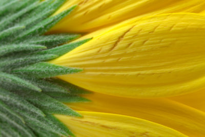 <br />
Macro photo of what I believe to be a yellow daisy flower as seen from behind with fuzzy green stem. HDR composite from multiple exposures.
<br /><br />
Available at web resolution under a Creative Commons license on condition of including credits and a link back to the <b><u><a href='http://freestock.ca/flowers_plants_g72-yellow_daisy_macro__hdr_p4533.html' title='Yellow Daisy Macro' target='_blank'>same image</a></u></b> from my sister website <b><u><a href='http://freestock.ca' title='freestock.ca' target='_blank'>freestock.ca</a></u></b>. For purchasing a license of this image at much higher resolution or without credit requirements, please feel free to <b><u><a href='http://somadjinn.com/theme-options/contact/' title='contact' target='_blank'>contact me</a></u></b>, I am open to discuss fair pricing for using my work in a wide variety of applications.