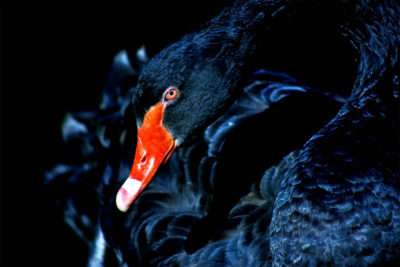 <br />
Telephoto close-up of a black swan with selective coloring to accentuate its elegance. 
<br /><br />
Available at web resolution under a Creative Commons license on condition of including credits and a link back to the <b><u><a href='http://freestock.ca/animals_insects_g29-cygnus_p1486.html' title='Cygnus' target='_blank'>same image</a></u></b> from my sister website <b><u><a href='http://freestock.ca' title='freestock.ca' target='_blank'>freestock.ca</a></u></b>. For purchasing a license of this image at much higher resolution or without credit requirements, please feel free to <b><u><a href='http://somadjinn.com/theme-options/contact/' title='contact' target='_blank'>contact me</a></u></b>, I am open to discuss fair pricing for using my work in a wide variety of applications.