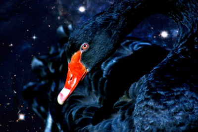 <br />
Photomanipulation combining a swan close-up photo and a couple space images in the background. 
<br /><br />
I would like to credit and thank <b><u><a href='http://www.spacetelescope.org/' title='ESA/Hubble' target='_blank'>ESA/Hubble</a></u></b> for the space images, more specifically:<br />
 1) <b><u><a href='http://www.spacetelescope.org/images/heic0707a/' title='Star Birth in the Extreme' target='_blank'>Star birth in the extreme</a></u></b>: <b><u><a href='http://www.nasa.gov/' title='NASA' target='_blank'>NASA</a></u></b>, <b><u><a href='http://www.esa.int/ESA' title='ESA' target='_blank'>ESA</a></u></b>, N. Smith (University of California, Berkeley), and The Hubble Heritage Team (STScI/AURA) <br />
 2) <b><u><a href='http://www.spacetelescope.org/images/heic1215b/' title='Hubble Image of MACS J0717' target='_blank'>Hubble image of MACS J0717</a></u></b>: <b><u><a href='http://www.nasa.gov/' title='NASA' target='_blank'>NASA</a></u></b>, <b><u><a href='http://www.esa.int/ESA' title='ESA' target='_blank'>ESA</a></u></b>, Harald Ebeling(University of Hawaii at Manoa) & Jean-Paul Kneib (LAM)<br/>
I would also like to thank Brin Kennedy, the wonderfully talented artist I commissioned and collaborated with to make everything come together in this image. You can find more of her works here: <b><u><a href='http://slight-art-obsession.deviantart.com/' title='Slight-Art-Obsession' target='_blank'>slight-art-obsession</a></u></b>
<br /><br />
Available at web resolution under a Creative Commons license on condition of including credits and a link back to the <b><u><a href='http://freestock.ca/photomanipulations_g84-celestial_swan_p2697.html' title='Celestial Swan' target='_blank'>same image</a></u></b> from my sister website <b><u><a href='http://freestock.ca' title='freestock.ca' target='_blank'>freestock.ca</a></u></b>. For purchasing a license of this image at much higher resolution or without credit requirements, please feel free to <b><u><a href='http://somadjinn.com/theme-options/contact/' title='contact' target='_blank'>contact me</a></u></b>, I am open to discuss fair pricing for using my work in a wide variety of applications.