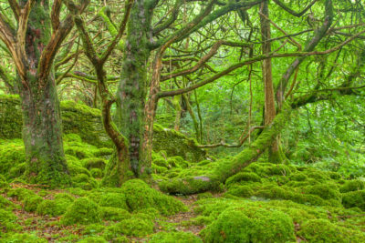 <br />
Lush forest scenery in Killarney Park, Ireland. HDR composite from multiple exposures.
<br /><br />
Available at web resolution under a Creative Commons license on condition of including credits and a link back to the <b><u><a href='http://freestock.ca/europe_g97-emerald_forest__hdr_p874.html' title='Emerald Forest' target='_blank'>same image</a></u></b> from my sister website <b><u><a href='http://freestock.ca' title='freestock.ca' target='_blank'>freestock.ca</a></u></b>. For purchasing a license of this image at much higher resolution or without credit requirements, please feel free to <b><u><a href='http://somadjinn.com/theme-options/contact/' title='contact' target='_blank'>contact me</a></u></b>, I am open to discuss fair pricing for using my work in a wide variety of applications.