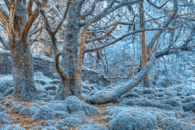 <br />
Lush forest scenery in Killarney Park, Ireland. HDR composite with wintry blue tones.
<br /><br />
Available at web resolution under a Creative Commons license on condition of including credits and a link back to the <b><u><a href='http://freestock.ca/europe_g97-sapphire_forest__hdr_p875.html' title='Sapphire Forest' target='_blank'>same image</a></u></b> from my sister website <b><u><a href='http://freestock.ca' title='freestock.ca' target='_blank'>freestock.ca</a></u></b>. For purchasing a license of this image at much higher resolution or without credit requirements, please feel free to <b><u><a href='http://somadjinn.com/theme-options/contact/' title='contact' target='_blank'>contact me</a></u></b>, I am open to discuss fair pricing for using my work in a wide variety of applications.