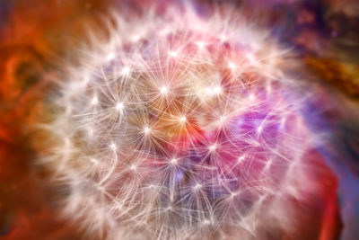 <br/>
Photomanipulation combining a macro photo of a  <b><u><a href='http://www.publicdomainpictures.net/view-image.php?image=22125&picture=dandelion' target='_blank'>dandelion</a></u></b> courtesy of George Hodan via <b><u><a href='http://www.publicdomainpictures.net/' target='_blank'>PublicDomainPictures.net</a></u></b>, along with a space image of the <b><u><a href='http://spacetelescope.org/images/heic0601a/' target='_blank'>Orion Nebula</a></u></b>.

<br><br>Special thanks to <b><u><a href='http://www.spacetelescope.org/' target='_blank'>ESA/Hubble</a></u></b> for providing the beautiful space image, more specifically:<br><b><u><a href='http://www.nasa.gov/' target='blank'>NASA</a></u></b>, <b><u><a href='http://www.esa.int/ESA' target='_blank'>ESA</a></u></b>, M. Robberto ( <b><u><a href='http://www.stsci.edu/portal/' target='_blank'>Space Telescope Science Institute</a></u></b>/<b><u><a href='http://www.esa.int/ESA' target='_blank'>ESA</a></u></b>) and the Hubble Space Telescope Orion Treasury Project Team
<br><br>

Available at web resolution under a Creative Commons license on condition of including credits and a link back to the <b><u><a href='http://freestock.ca/photomanipulations_g84-divine_dandelion_p4804.html' title='Celestial Dandelion' target='_blank'>same image</a></u></b> from my sister website <b><u><a href='http://freestock.ca' title='freestock.ca' target='_blank'>freestock.ca</a></u></b>. For purchasing a license of this image at much higher resolution or without credit requirements, please feel free to <b><u><a href='http://somadjinn.com/theme-options/contact/' title='contact' target='_blank'>contact me</a></u></b>, I am open to discuss fair pricing for using my work in a wide variety of applications.