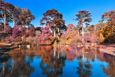 <br/>
Pond scenery from the Botanical Gardens in San Francisco, California (USA). HDR composite from multiple exposures and variant of <b><u><a href='http://freestock.ca/americas_g98-botanical_gardens_pondscape__hdr_p4470.html' target='_blank'>this image</a></u></b> processed with a mix of warm pastel colors in the foliage for a more surreal atmosphere.

<br><br>Special thanks to <b><u><a href='http://evelivesey.deviantart.com/' target='_blank'>Eve Livesey</a></u></b> for personally giving me a texture treasure map, and the inspiration it provided to blend the splash of colors :-) Feel free to click her name to visit more of her amazing images from deviantART.

<br><br>Available at web resolution under a Creative Commons license on condition of including credits and a link back to the <b><u><a href='http://freestock.ca/americas_g98-pastel_pondscape__hdr_p4894.html' title='Pastel Pond' target='_blank'>same image</a></u></b> from my sister website <b><u><a href='http://freestock.ca' title='freestock.ca' target='_blank'>freestock.ca</a></u></b>. For purchasing a license of this image at much higher resolution or without credit requirements, please feel free to <b><u><a href='http://somadjinn.com/theme-options/contact/' title='contact' target='_blank'>contact me</a></u></b>, I am open to discuss fair pricing for using my work in a wide variety of applications.
