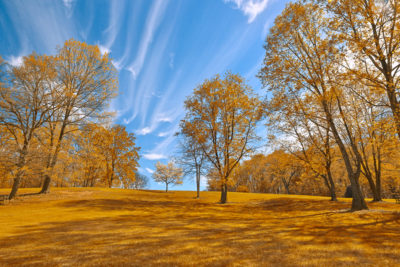 <br/>
Wide-angle wooded hill scenery from Meadowlark Gardens in Vienna, Virginia (USA). HDR composite from multiple exposures and variant of <b><u><a href='http://freestock.ca/americas_g98-meadowlark_gardens__hdr_p4710.html' target='_blank'>this image</a></u></b> colorized with vibrant yellow colors for a golden surreal atmosphere.

<br><br>Available at web resolution under a Creative Commons license on condition of including credits and a link back to the <b><u><a href='http://freestock.ca/americas_g98-gold_meadowlark_gardens__hdr_p4740.html' title='Gold Meadowlark Hill' target='_blank'>same image</a></u></b> from my sister website <b><u><a href='http://freestock.ca' title='freestock.ca' target='_blank'>freestock.ca</a></u></b>. For purchasing a license of this image at much higher resolution or without credit requirements, please feel free to <b><u><a href='http://somadjinn.com/theme-options/contact/' title='contact' target='_blank'>contact me</a></u></b>, I am open to discuss fair pricing for using my work in a wide variety of applications.