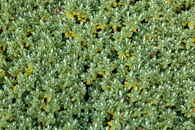 <br />
Close-up texture of green foliage. If anyone could help me identify the specific type of plant, I would greatly appreciate it. Otherwise an HDR composite from multiple exposures.
<br /><br />
Available at web resolution under a Creative Commons license on condition of including credits and a link back to the <b><u><a href='http://freestock.ca/organic_g76-green_foliage_texture__hdr_p4547.html' title='Green Foliage' target='_blank'>same image</a></u></b> from my sister website <b><u><a href='http://freestock.ca' title='freestock.ca' target='_blank'>freestock.ca</a></u></b>. For purchasing a license of this image at much higher resolution or without credit requirements, please feel free to <b><u><a href='http://somadjinn.com/theme-options/contact/' title='contact' target='_blank'>contact me</a></u></b>, I am open to discuss fair pricing for using my work in a wide variety of applications.