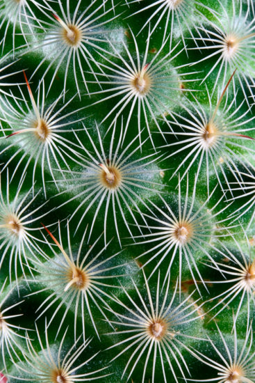 <br />
Macro cactus texture.
<br /><br />
Available at web resolution under a Creative Commons license on condition of including credits and a link back to the <b><u><a href='http://freestock.ca/organic_g76-cactus_texture_p1380.html' title='Cactus Macro Texture' target='_blank'>same image</a></u></b> from my sister website <b><u><a href='http://freestock.ca' title='freestock.ca' target='_blank'>freestock.ca</a></u></b>. For purchasing a license of this image at much higher resolution or without credit requirements, please feel free to <b><u><a href='http://somadjinn.com/theme-options/contact/' title='contact' target='_blank'>contact me</a></u></b>, I am open to discuss fair pricing for using my work in a wide variety of applications.