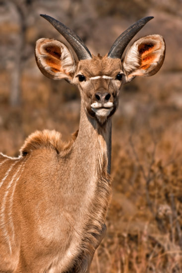 <br />
Close-up of a young kudu from Kruger National Park (South Africa), with warm sepia toning for more of a wild safari atmosphere.
<br /><br />
Available at web resolution under a Creative Commons license on condition of including credits and a link back to the <b><u><a href='http://freestock.ca/animals_insects_g29-young_kudu__sepia_p3493.html' title='Young Kudu' target='_blank'>same image</a></u></b> from my sister website <b><u><a href='http://freestock.ca' title='freestock.ca' target='_blank'>freestock.ca</a></u></b>. For purchasing a license of this image at much higher resolution or without credit requirements, please feel free to <b><u><a href='http://somadjinn.com/theme-options/contact/' title='contact' target='_blank'>contact me</a></u></b>, I am open to discuss fair pricing for using my work in a wide variety of applications.