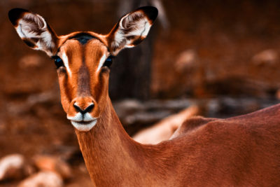 <br />
Telephoto close-up of a female impala at Kruger National Park, South Africa.
<br /><br />
Available at web resolution under a Creative Commons license on condition of including credits and a link back to the <b><u><a href='http://freestock.ca/animals_insects_g29-impala_female_p1834.html' title='Impala Female' target='_blank'>same image</a></u></b> from my sister website <b><u><a href='http://freestock.ca' title='freestock.ca' target='_blank'>freestock.ca</a></u></b>. For purchasing a license of this image at much higher resolution or without credit requirements, please feel free to <b><u><a href='http://somadjinn.com/theme-options/contact/' title='contact' target='_blank'>contact me</a></u></b>, I am open to discuss fair pricing for using my work in a wide variety of applications.