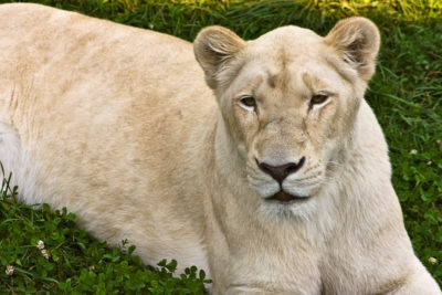 <br />
Close-up of a white lioness.
<br /><br />
Available at web resolution under a Creative Commons license on condition of including credits and a link back to the <b><u><a href='http://freestock.ca/animals_insects_g29-white_lionness_p1484.html' title='White Lioness' target='_blank'>same image</a></u></b> from my sister website <b><u><a href='http://freestock.ca' title='freestock.ca' target='_blank'>freestock.ca</a></u></b>. For purchasing a license of this image at much higher resolution or without credit requirements, please feel free to <b><u><a href='http://somadjinn.com/theme-options/contact/' title='contact' target='_blank'>contact me</a></u></b>, I am open to discuss fair pricing for using my work in a wide variety of applications.