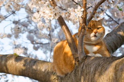 <br />
Close-up of a ginger colored cat resting on a cherry blossom tree from the Tidal Basin in Washington DC, USA.
<br /><br />
Available at web resolution under a Creative Commons license on condition of including credits and a link back to the <b><u><a href='http://freestock.ca/animals_insects_g29-ginger_cat_cherry_blossoms_p4566.html' title='Orange Cherry Blossom Cat' target='_blank'>same image</a></u></b> from my sister website <b><u><a href='http://freestock.ca' title='freestock.ca' target='_blank'>freestock.ca</a></u></b>. For purchasing a license of this image at much higher resolution or without credit requirements, please feel free to <b><u><a href='http://somadjinn.com/theme-options/contact/' title='contact' target='_blank'>contact me</a></u></b>, I am open to discuss fair pricing for using my work in a wide variety of applications.