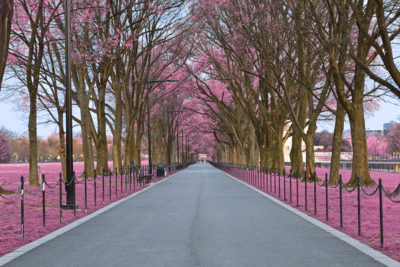 <br />
Early morning wide-angle photo of a promenade from the National Mall in Washington DC, USA. HDR composite from multiple exposures processed with vibrant pink colors in the foliage for a more surreal atmosphere. 
<br /><br />
Available at web resolution under a Creative Commons license on condition of including credits and a link back to the <b><u><a href='http://freestock.ca/americas_g98-national_mall_promenade__pink_hdr_p4619.html' title='Pink Mall Promenade' target='_blank'>same image</a></u></b> from my sister website <b><u><a href='http://freestock.ca' title='freestock.ca' target='_blank'>freestock.ca</a></u></b>. For purchasing a license of this image at much higher resolution or without credit requirements, please feel free to <b><u><a href='http://somadjinn.com/theme-options/contact/' title='contact' target='_blank'>contact me</a></u></b>, I am open to discuss fair pricing for using my work in a wide variety of applications.