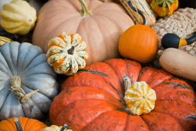 <br />
Close-up photo of squash and pumpkins with moderately shallow depth of field. 
<br /><br />
Available at web resolution under a Creative Commons license on condition of including credits and a link back to the <b><u><a href='http://freestock.ca/food_drink_g37-squash_pumpkins_p2408.html' title='Squash & Pumpkins' target='_blank'>same image</a></u></b> from my sister website <b><u><a href='http://freestock.ca' title='freestock.ca' target='_blank'>freestock.ca</a></u></b>. For purchasing a license of this image at much higher resolution or without credit requirements, please feel free to <b><u><a href='http://somadjinn.com/theme-options/contact/' title='contact' target='_blank'>contact me</a></u></b>, I am open to discuss fair pricing for using my work in a wide variety of applications.