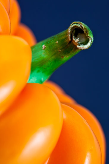 <br />
Close-up crop of an orange bell pepper. 
<br /><br />
Available at web resolution under a Creative Commons license on condition of including credits and a link back to the <b><u><a href='http://freestock.ca/food_drink_g37-orange_pepper_closeup_p2239.html' title='Orange Pepper Close-up' target='_blank'>same image</a></u></b> from my sister website <b><u><a href='http://freestock.ca' title='freestock.ca' target='_blank'>freestock.ca</a></u></b>. For purchasing a license of this image at much higher resolution or without credit requirements, please feel free to <b><u><a href='http://somadjinn.com/theme-options/contact/' title='contact' target='_blank'>contact me</a></u></b>, I am open to discuss fair pricing for using my work in a wide variety of applications.