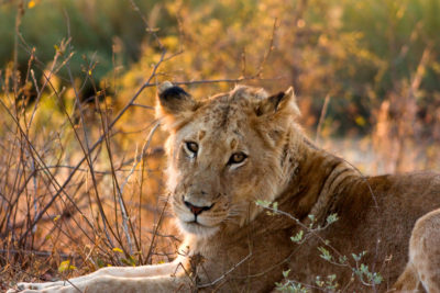 <br />
Close-up of a lioness from Kruger National Park, South Africa. 
<br /><br />
Available at web resolution under a Creative Commons license on condition of including credits and a link back to the <b><u><a href='http://freestock.ca/animals_insects_g29-kruger_park_lioness_p1871.html' title='Kruger Lioness' target='_blank'>same image</a></u></b> from my sister website <b><u><a href='http://freestock.ca' title='freestock.ca' target='_blank'>freestock.ca</a></u></b>. For purchasing a license of this image at much higher resolution or without credit requirements, please feel free to <b><u><a href='http://somadjinn.com/theme-options/contact/' title='contact' target='_blank'>contact me</a></u></b>, I am open to discuss fair pricing for using my work in a wide variety of applications.