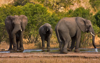 <br />
Telephoto close-up of elephants in Kruger National Park, South Africa.
<br /><br />
Available at web resolution under a Creative Commons license on condition of including credits and a link back to the <b><u><a href='http://freestock.ca/animals_insects_g29-kruger_park_elephants_p1839.html' title='Kruger Elephants' target='_blank'>same image</a></u></b> from my sister website <b><u><a href='http://freestock.ca' title='freestock.ca' target='_blank'>freestock.ca</a></u></b>. For purchasing a license of this image at much higher resolution or without credit requirements, please feel free to <b><u><a href='http://somadjinn.com/theme-options/contact/' title='contact' target='_blank'>contact me</a></u></b>, I am open to discuss fair pricing for using my work in a wide variety of applications.