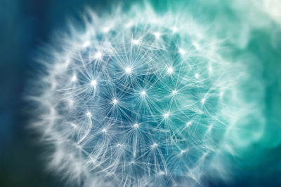 <br />
Photomanipulation combining a macro photo of a dandelion with an abstract bokeh texture. 
<br /><br />
Special thanks to George Hodan via <b><u><a href='http://www.publicdomainpictures.net/' title='PublicDomainPictures.net' target='_blank'>PublicDomainPictures.net</a></u></b> for the <b><u><a href='http://www.publicdomainpictures.net/view-image.php?image=22125&picture=dandelion' title='Dandelion Macro' target='_blank'>dandelion macro</a></u></b> and Sascha, aka Sirius-sdz for the <b><u><a href='http://sirius-sdz.deviantart.com/art/Premium-Texture-Pack-V-435633514' title='Texture' target='_blank'>texture</a></u></b> as part of premium stock pack. Please visit <b><u><a href='http://sirius-sdz.deviantart.com/' title='Sirius-sdz' target='_blank'>Sirius-sdz's deviantART profile</a></u></b> for more of his amazing images. 
<br /><br />
Available at web resolution under a Creative Commons license on condition of including credits and a link back to the <b><u><a href='http://freestock.ca/photomanipulations_g84-bokeh_dandelion_p4495.html' title='Bokeh Dandelion' target='_blank'>same image</a></u></b> from my sister website <b><u><a href='http://freestock.ca' title='freestock.ca' target='_blank'>freestock.ca</a></u></b>. For purchasing a license of this image at much higher resolution or without credit requirements, please feel free to <b><u><a href='http://somadjinn.com/theme-options/contact/' title='contact' target='_blank'>contact me</a></u></b>, I am open to discuss fair pricing for using my work in a wide variety of applications.