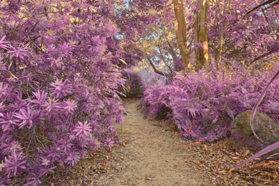 <br />
Wide-angle trail from the Botanical Gardens in San Francisco, California (USA). HDR composite from multiple exposures and variant of this photo processed with bright violet colors in the foliage for a more surreal atmosphere.
<br /><br />
Available at web resolution under a Creative Commons license on condition of including credits and a link back to the <b><u><a href='http://freestock.ca/americas_g98-botanical_gardens_trail__ultra_violet_hdr_p4553.html' title='Ultra Violet Trail' target='_blank'>same image</a></u></b> from my sister website <b><u><a href='http://freestock.ca' title='freestock.ca' target='_blank'>freestock.ca</a></u></b>. For purchasing a license of this image at much higher resolution or without credit requirements, please feel free to <b><u><a href='http://somadjinn.com/theme-options/contact/' title='contact' target='_blank'>contact me</a></u></b>, I am open to discuss fair pricing for using my work in a wide variety of applications.